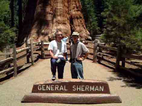 General Sherman Tree-s.jpg (74769 バイト)